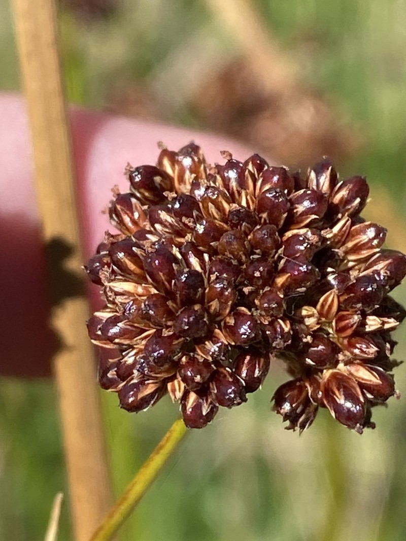 Juncus phaeanthus photo 4
