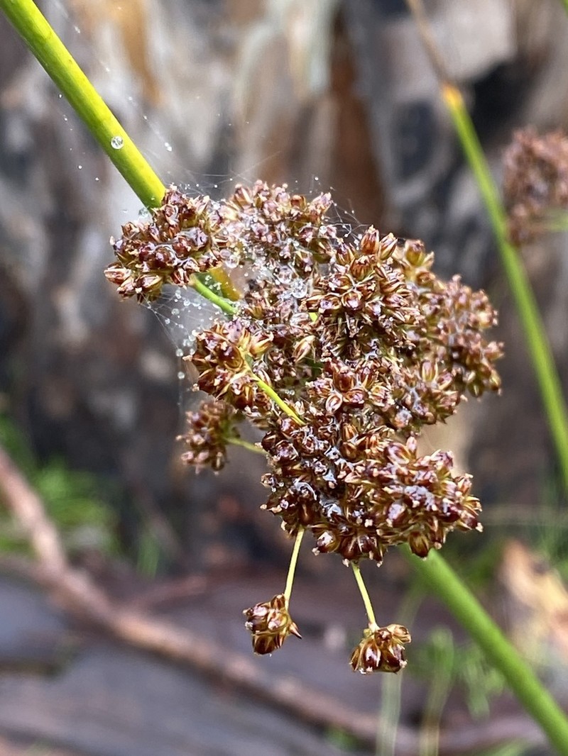 Juncus phaeanthus photo 5
