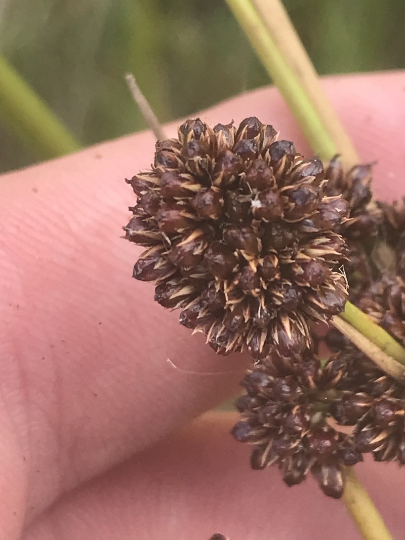 Juncus phaeanthus photo 6