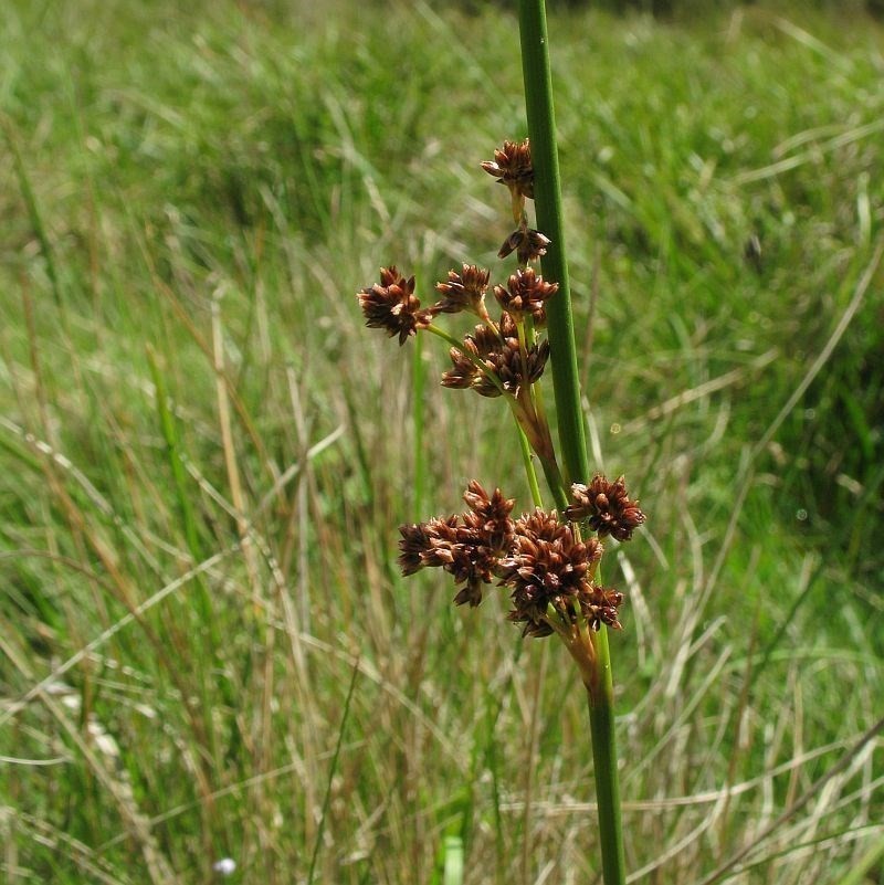 Juncus phaeanthus photo 7