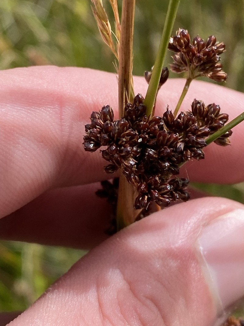 Juncus phaeanthus photo 8