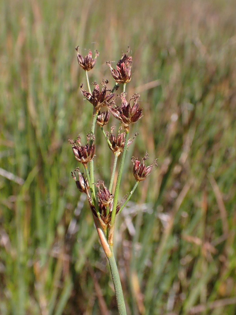 Juncus phaeocephalus var. paniculatus