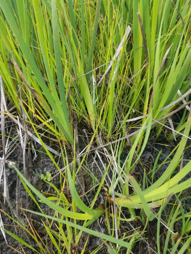 Juncus phaeocephalus var. paniculatus photo 2
