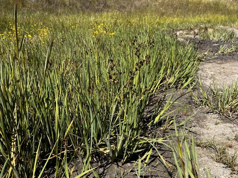 Juncus phaeocephalus var. paniculatus photo 4