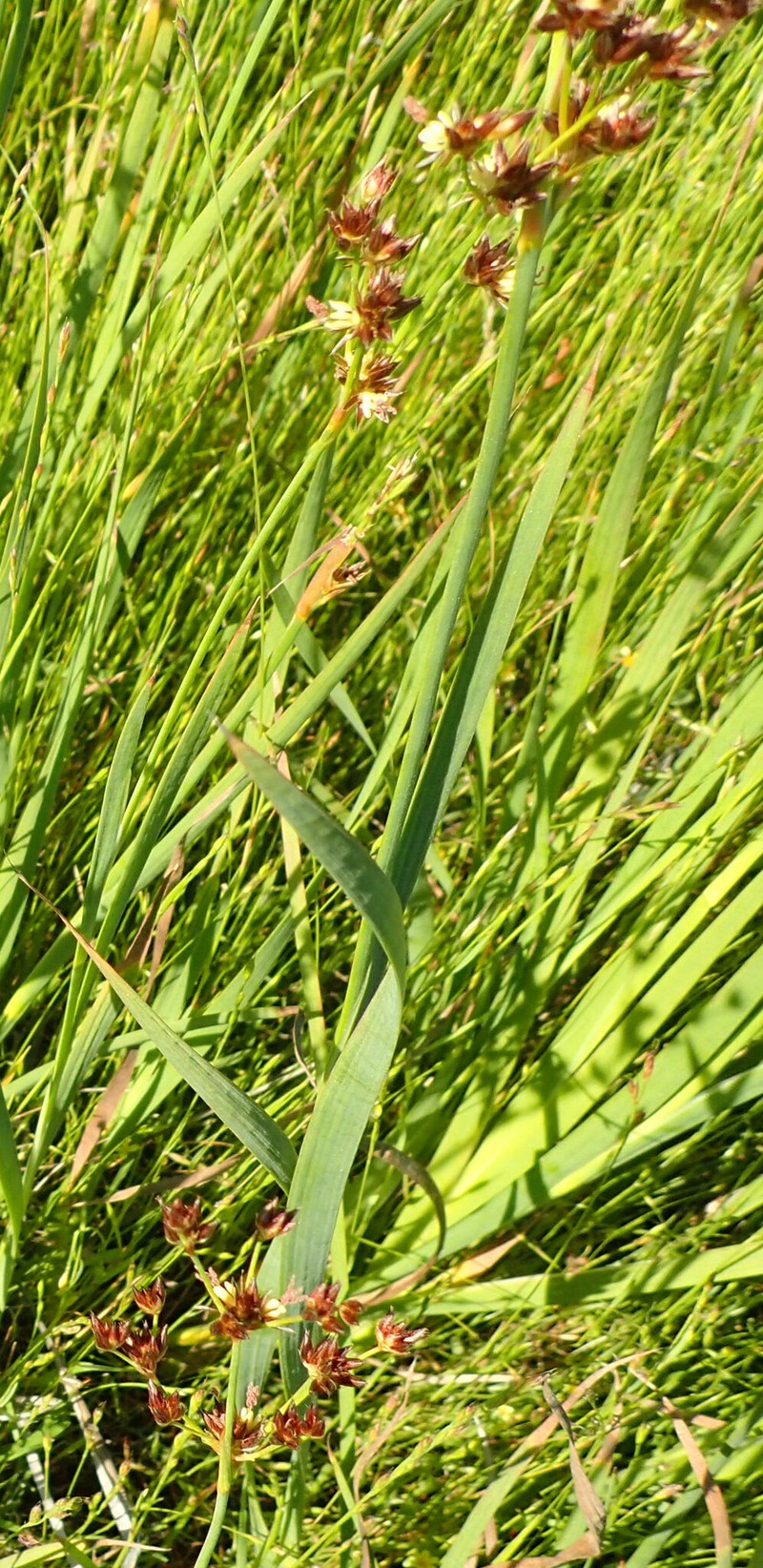 Juncus phaeocephalus var. paniculatus photo 6