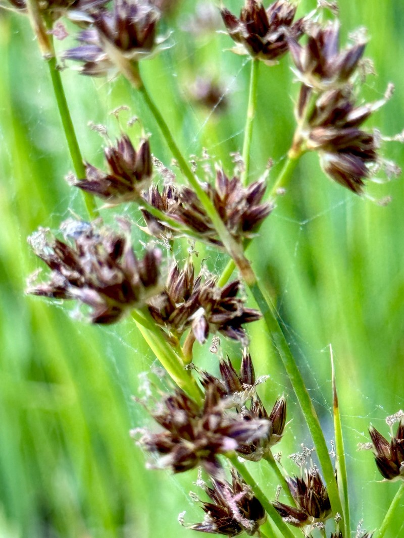 Juncus phaeocephalus var. paniculatus photo 7