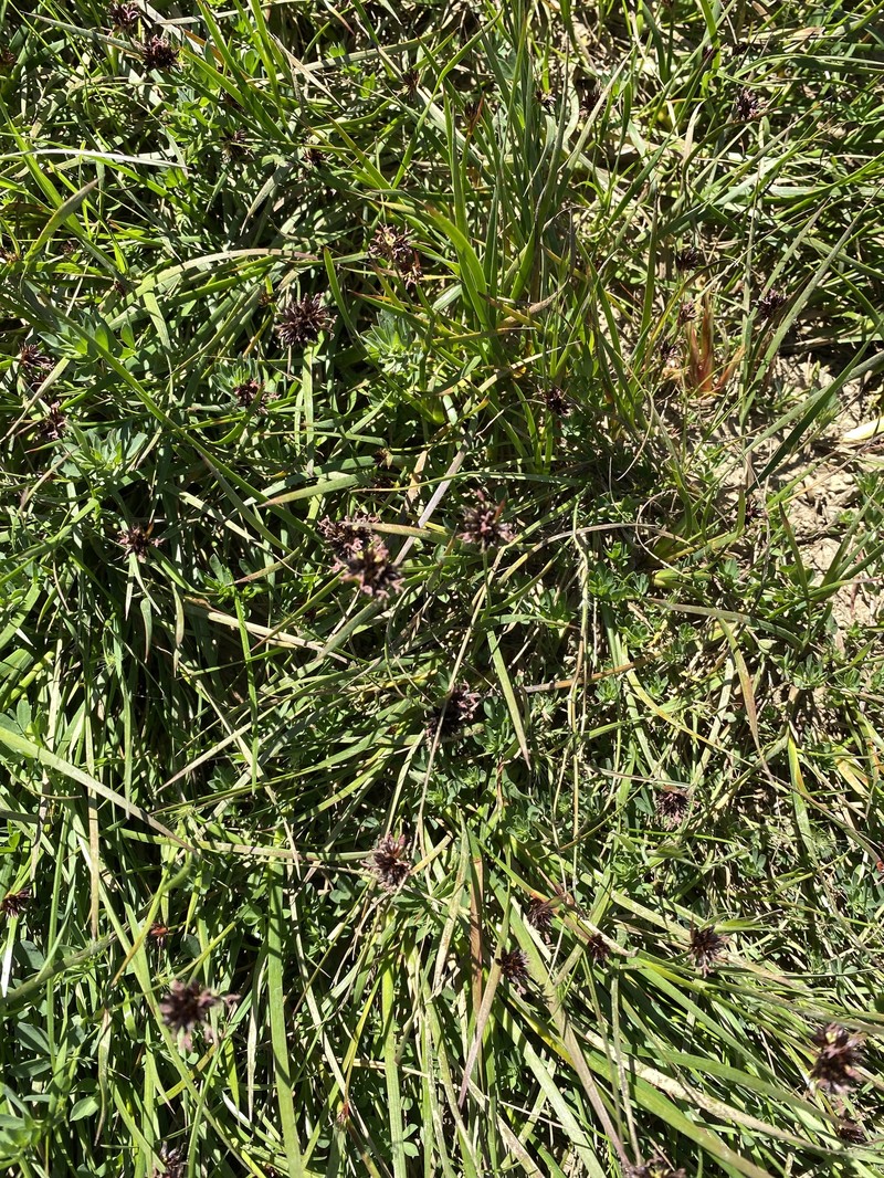 Juncus phaeocephalus var. phaeocephalus