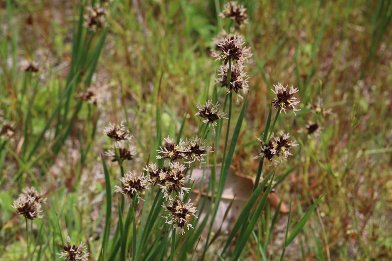 Juncus phaeocephalus var. phaeocephalus photo 2