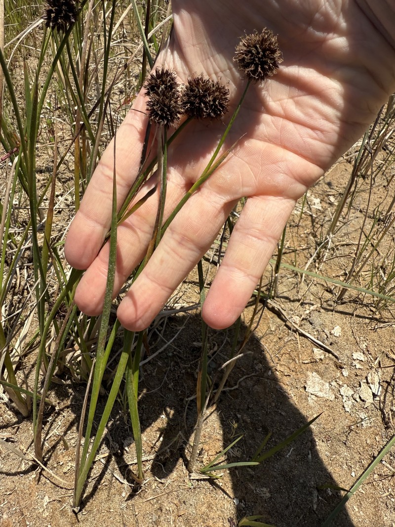Juncus phaeocephalus var. phaeocephalus photo 3
