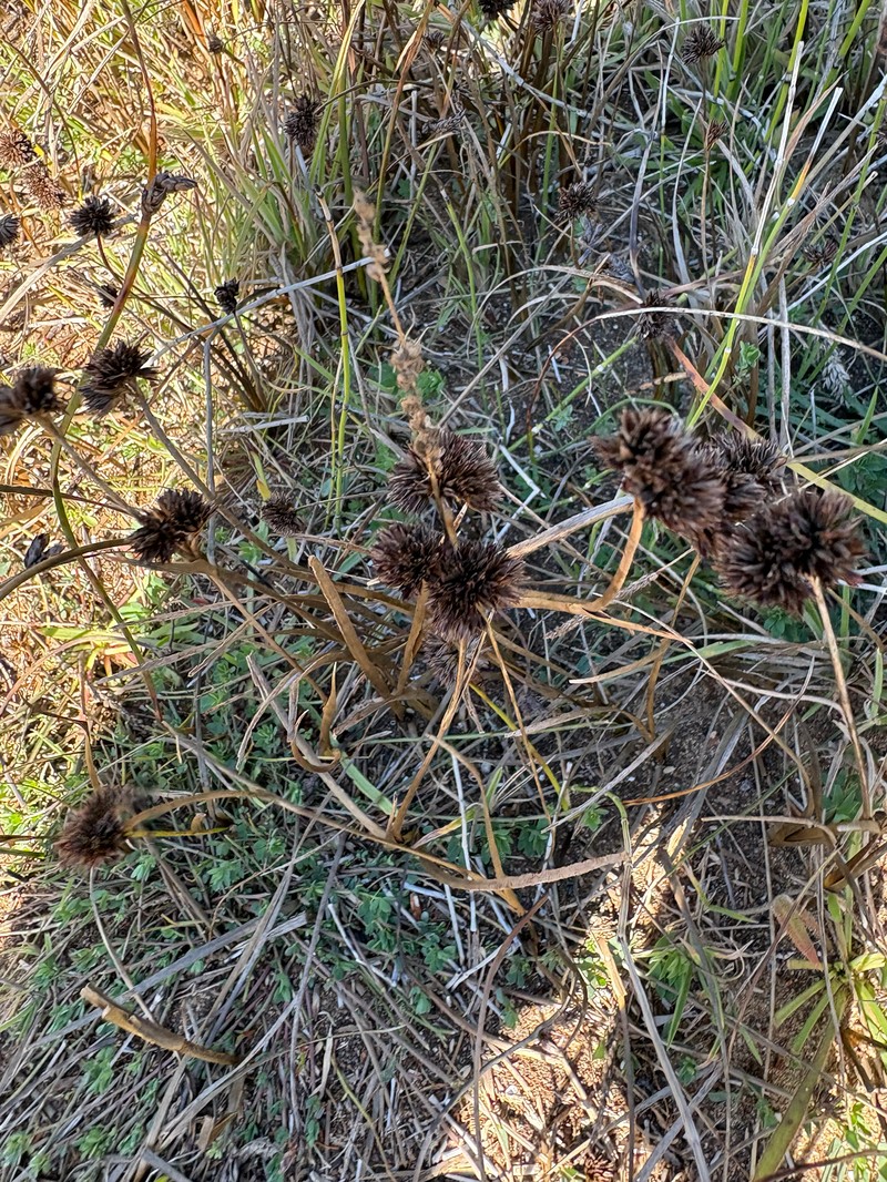 Juncus phaeocephalus var. phaeocephalus photo 4