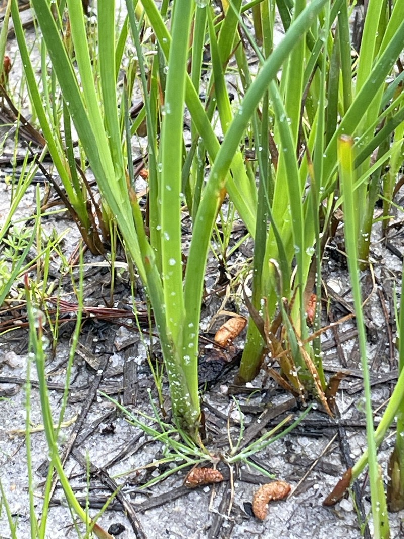 Juncus phaeocephalus var. phaeocephalus photo 5