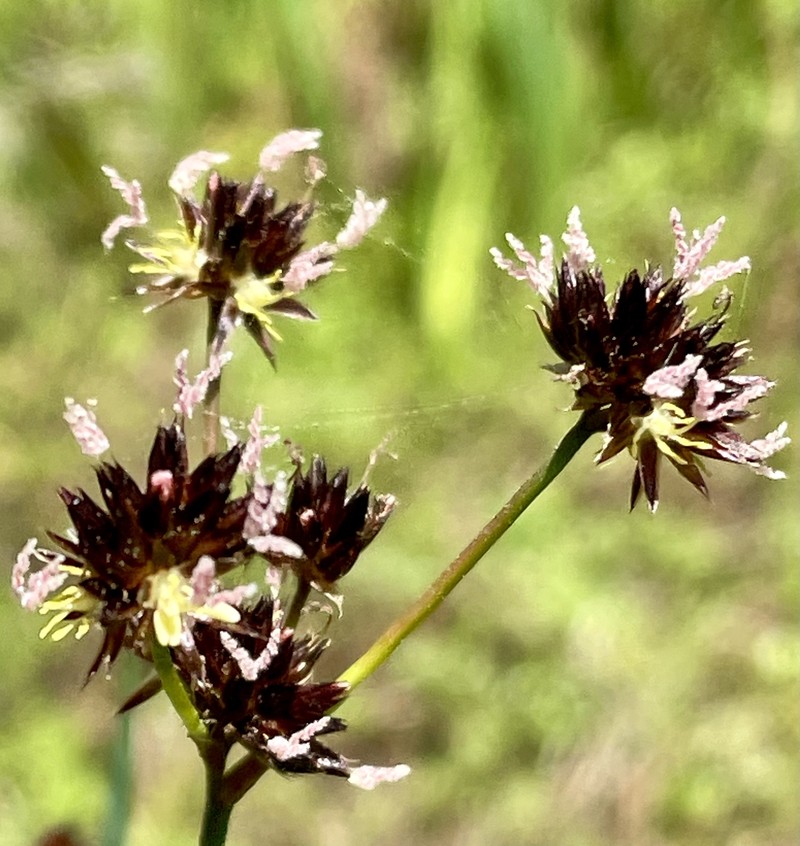 Juncus phaeocephalus var. phaeocephalus photo 7