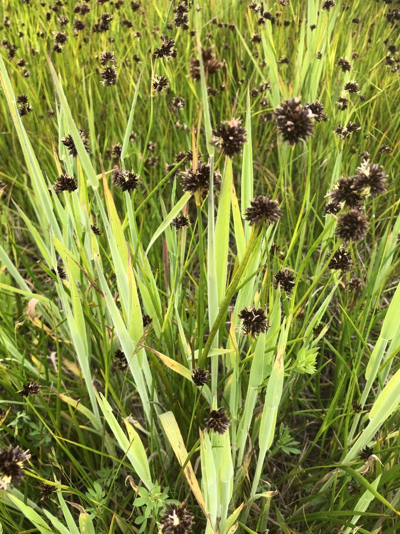 Juncus phaeocephalus var. phaeocephalus photo 8