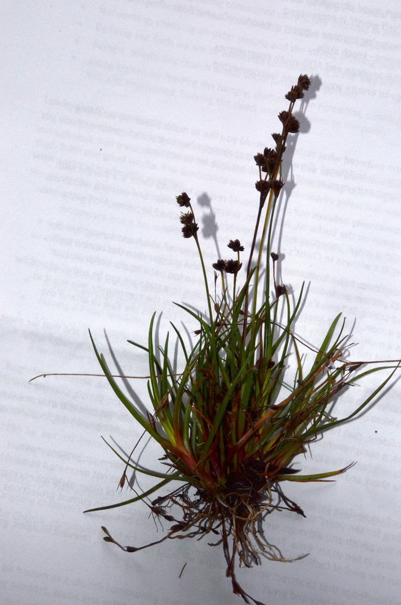 Broadleaf Rush photo 2