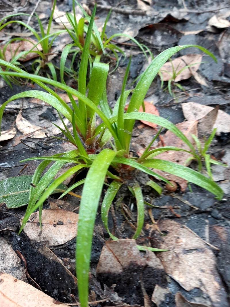 Broadleaf Rush photo 3