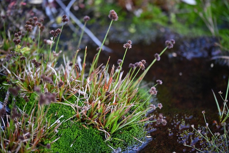 Broadleaf Rush photo 4