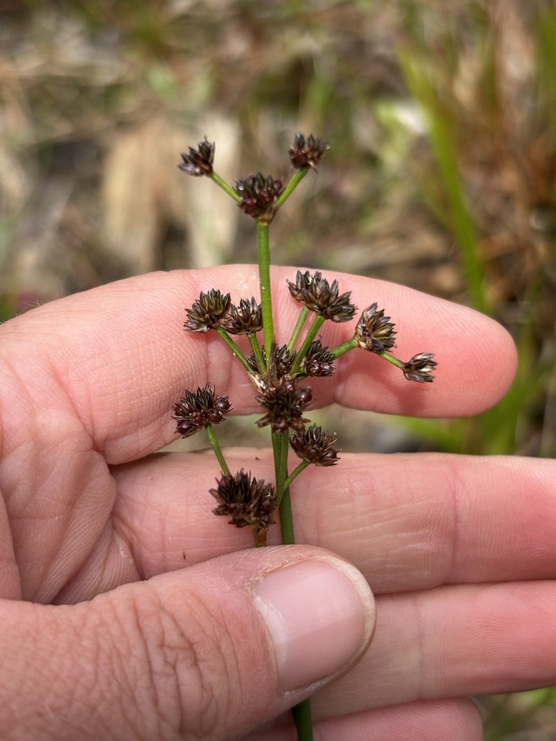 Broadleaf Rush photo 5