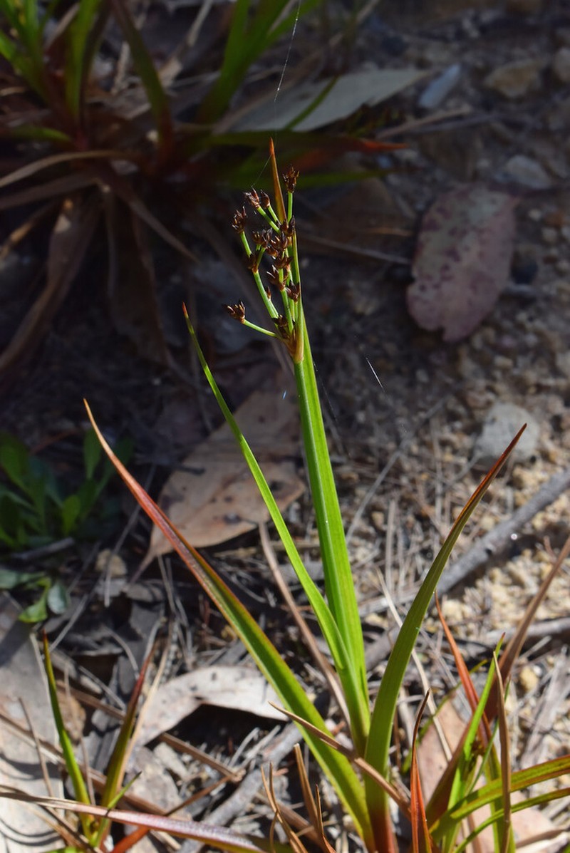 Broadleaf Rush photo 6