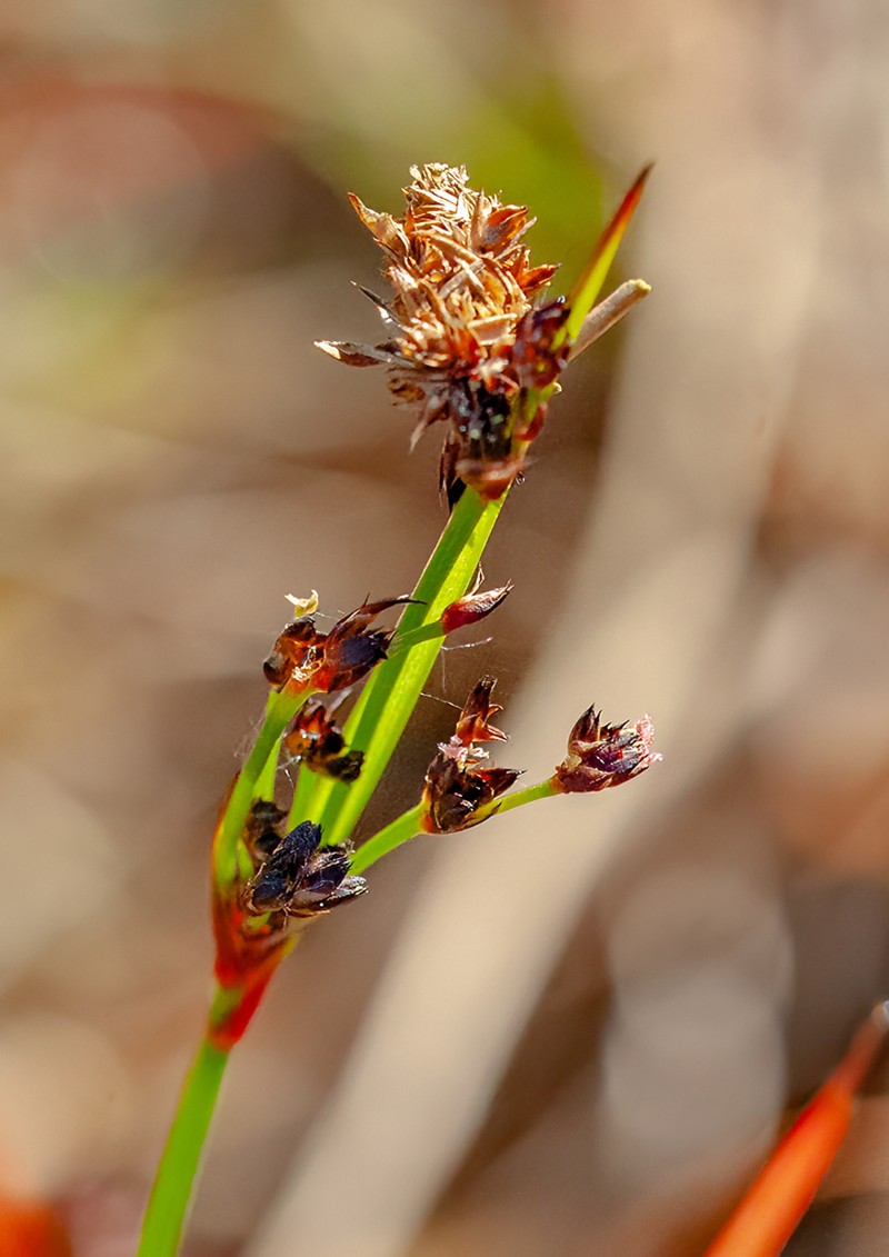 Broadleaf Rush photo 7