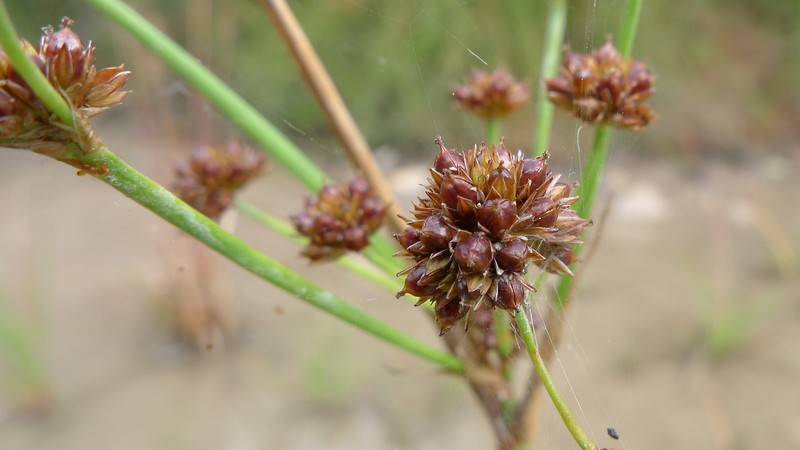 Broadleaf Rush photo 5