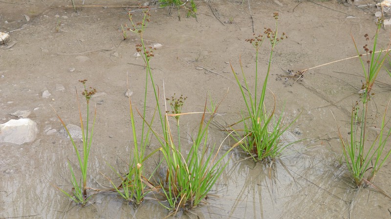 Broadleaf Rush photo 6