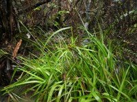 Broadleaf Rush