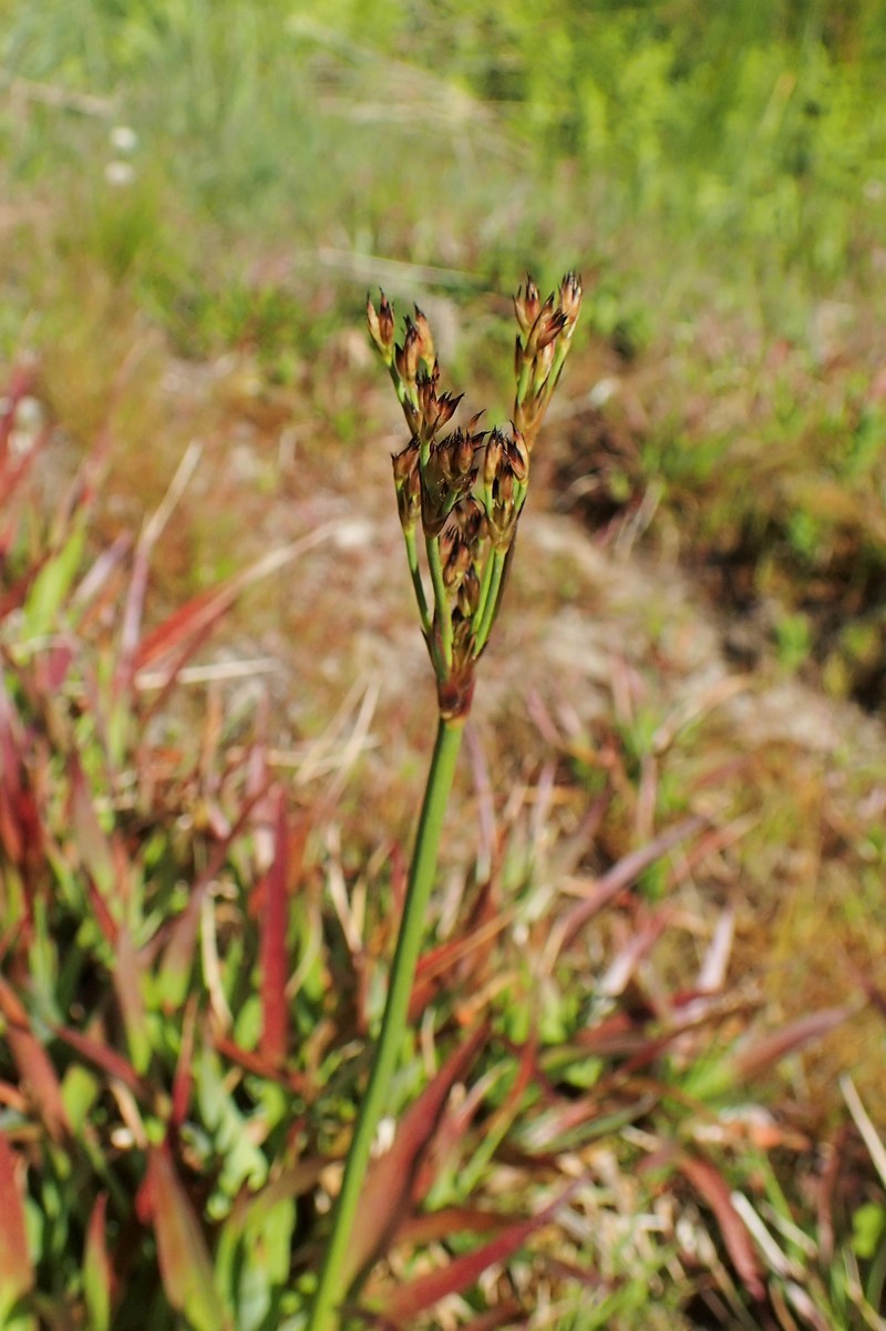 Broadleaf Rush photo 2