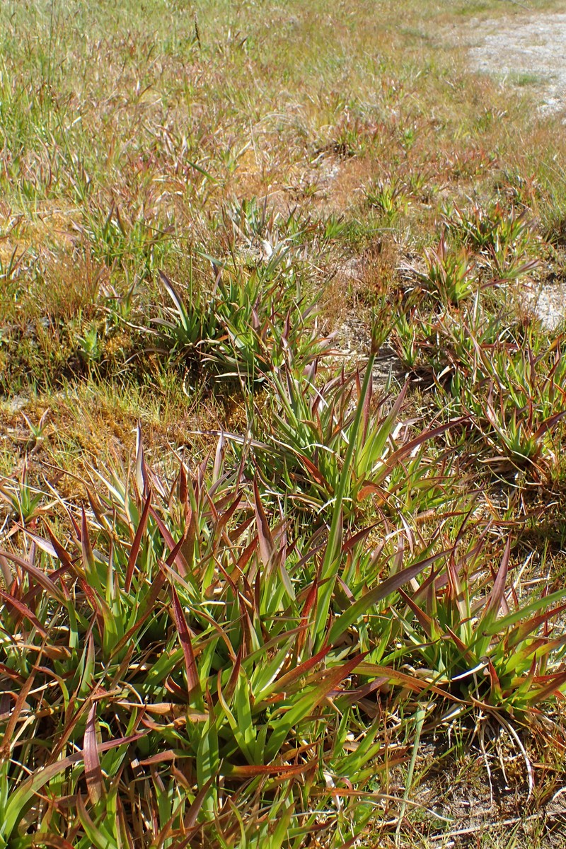 Broadleaf Rush photo 3