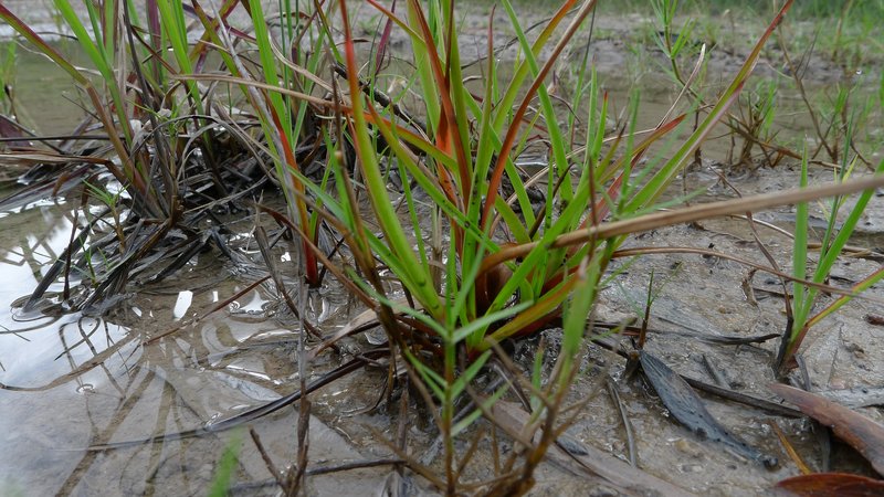 Broadleaf Rush photo 7