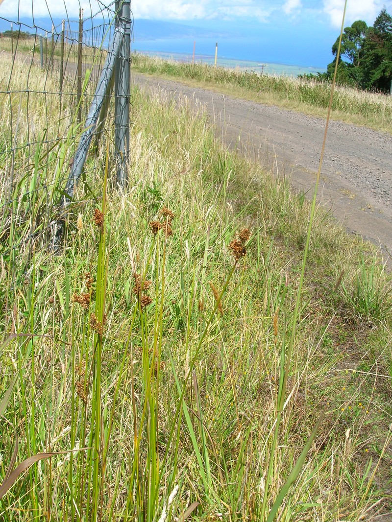 Manyflower Rush photo 5