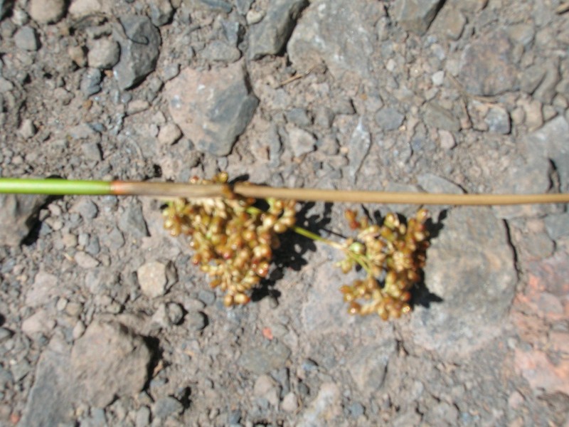 Manyflower Rush photo 6