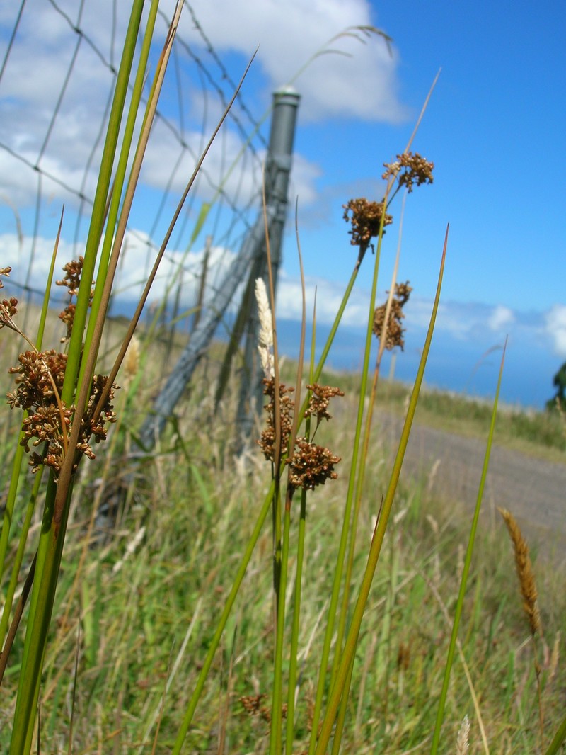 Manyflower Rush photo 2