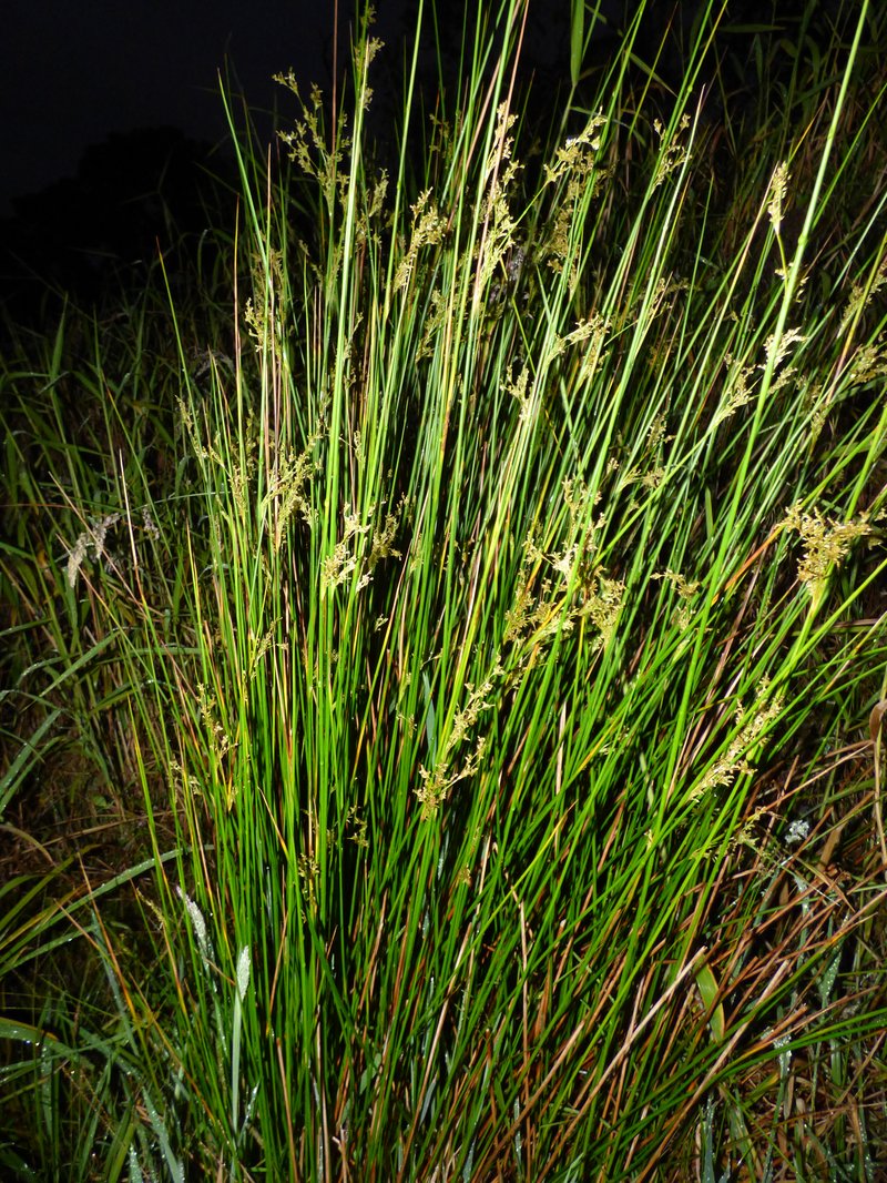 Manyflower Rush photo 8