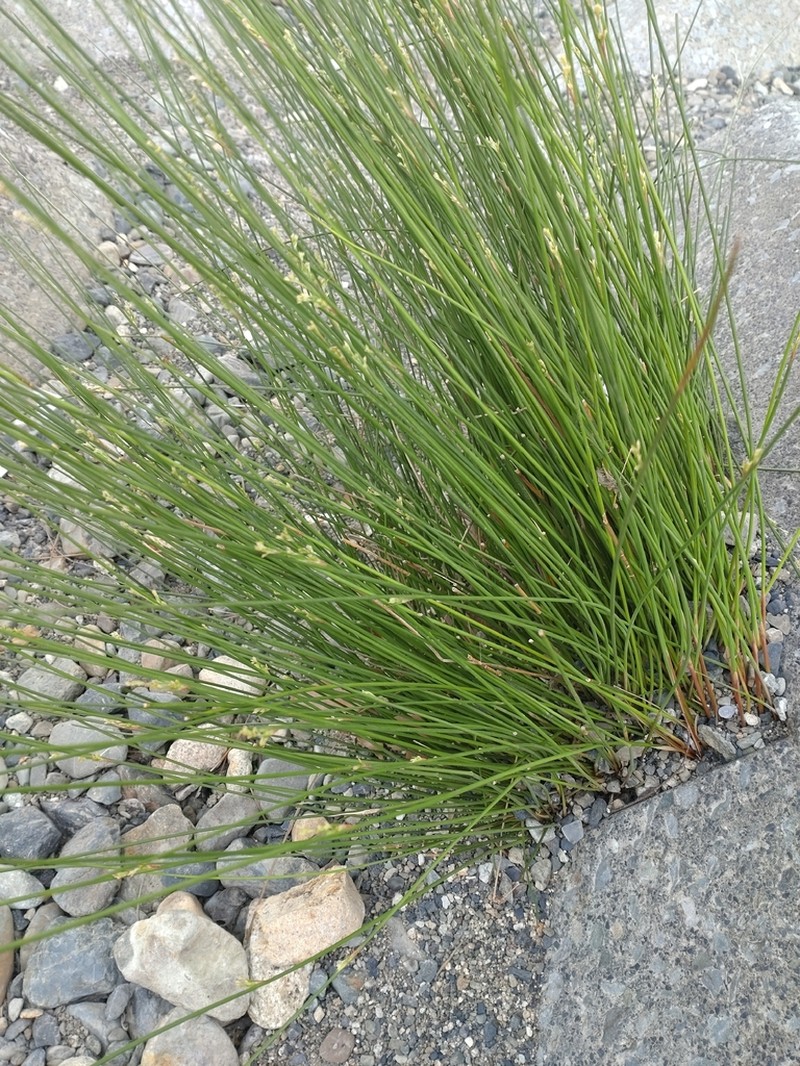 Juncus polyanthemus