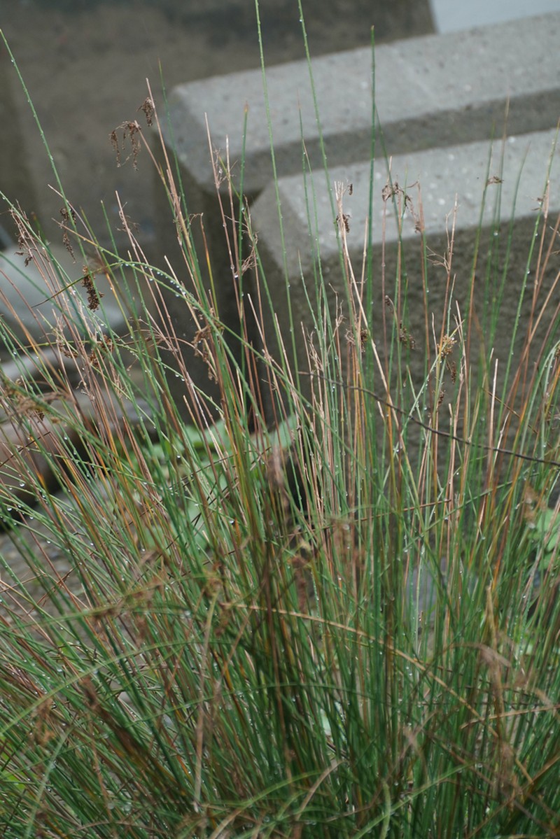 Juncus polyanthemus photo 2