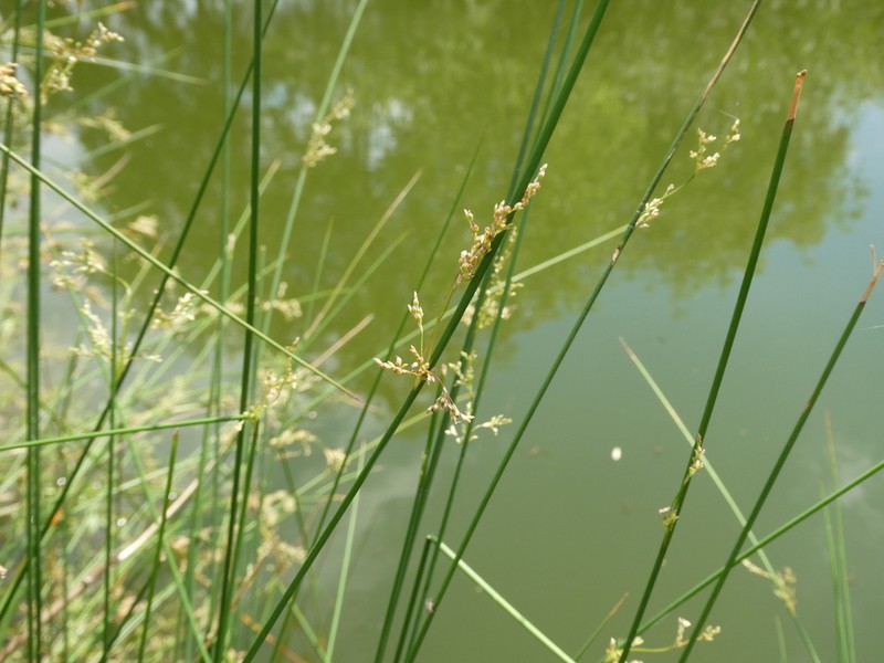 Juncus polyanthemus photo 3