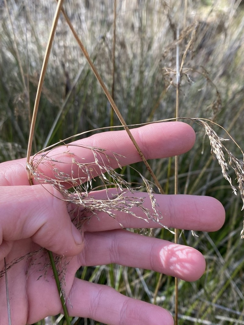 Juncus polyanthemus photo 4