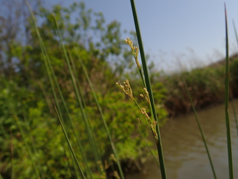 Juncus polyanthemus photo 5
