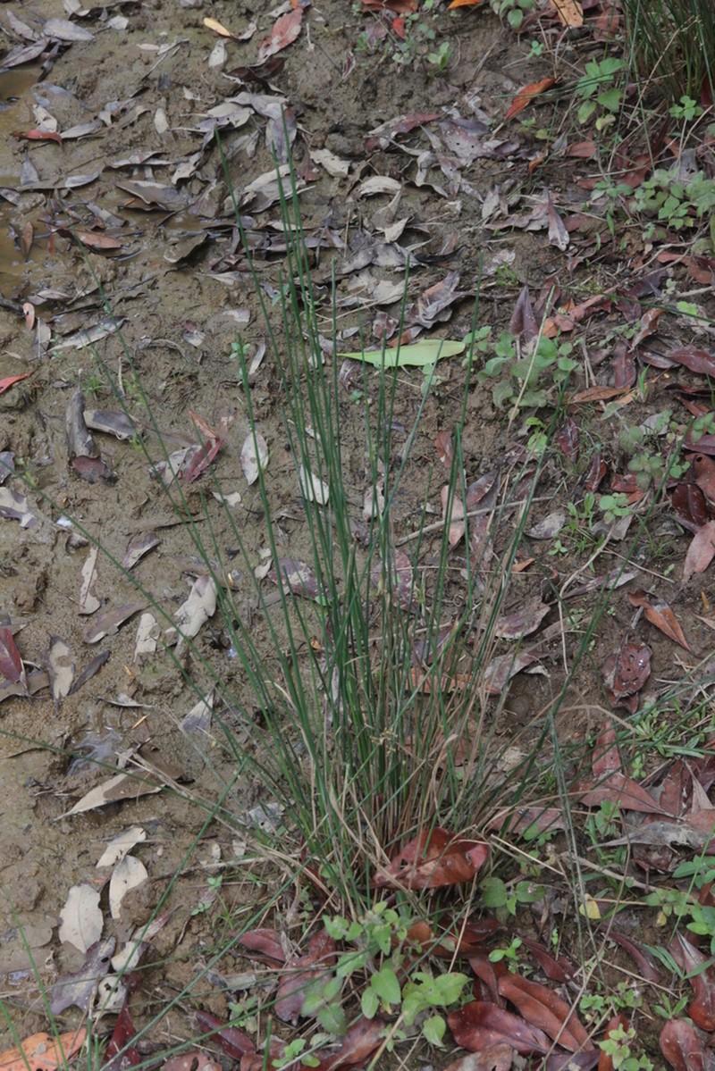 Juncus polyanthemus photo 6