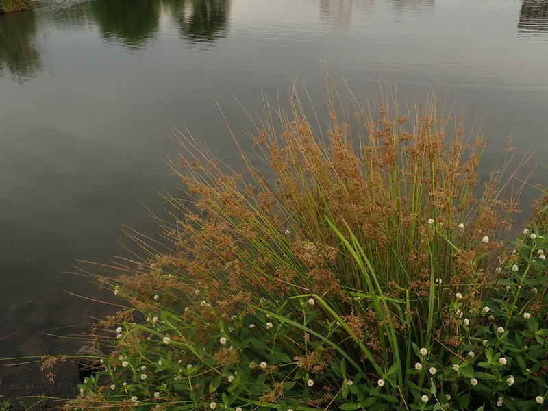 Juncus polyanthemus photo 7