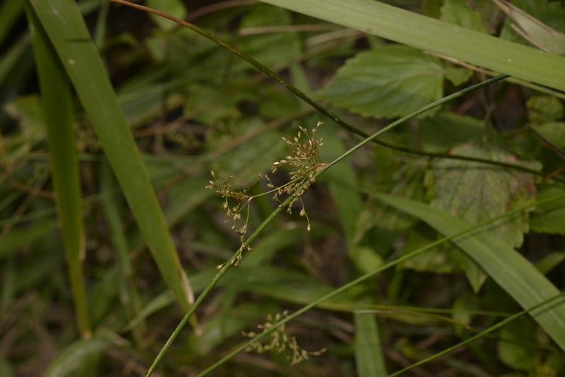 Juncus polyanthemus photo 8