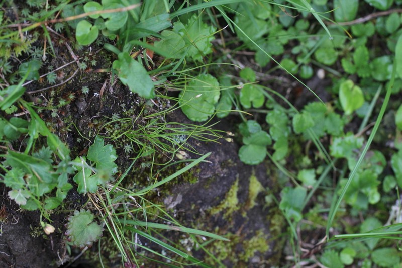 Juncus potaninii