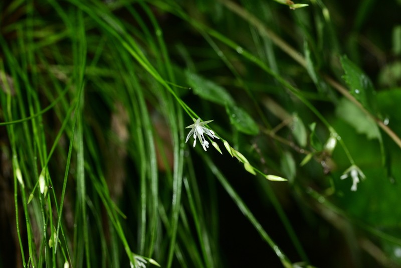 Juncus potaninii photo 2