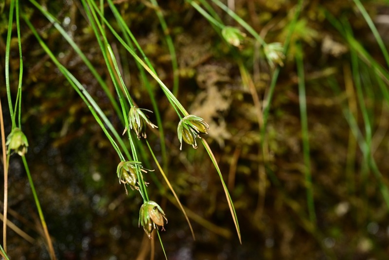 Juncus potaninii photo 3