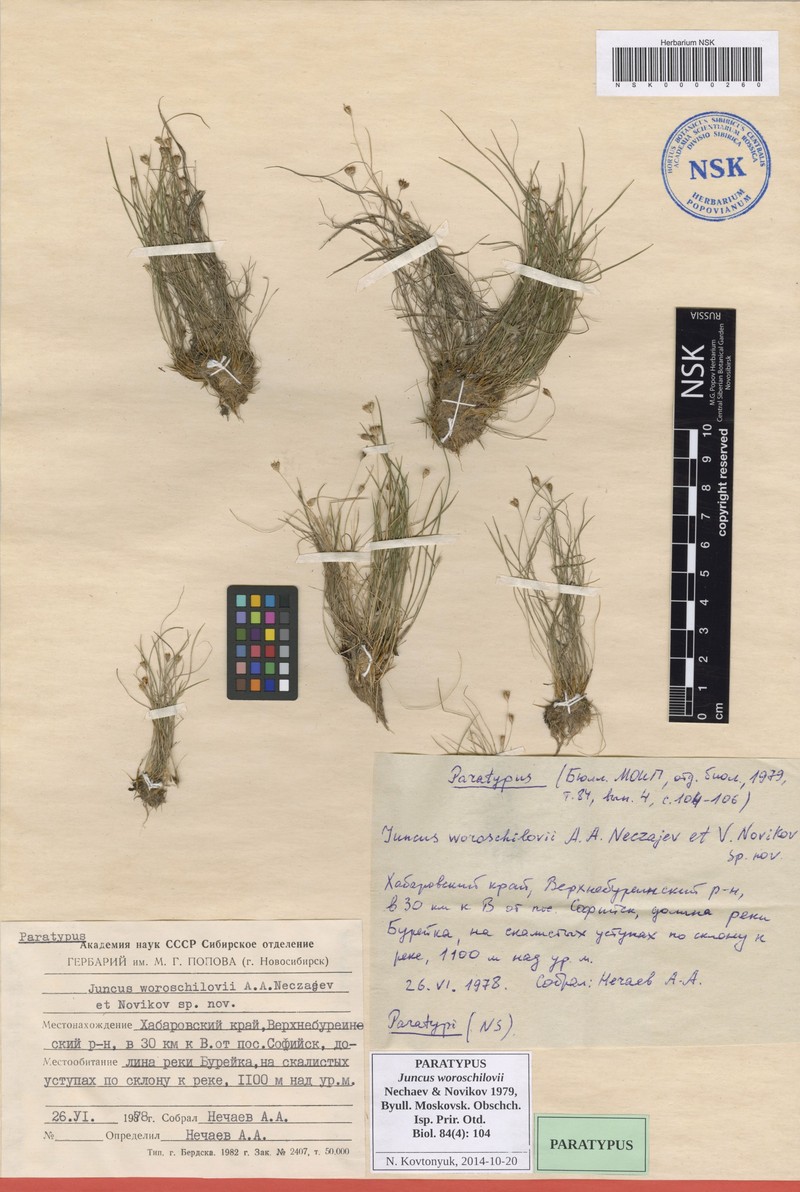Juncus potaninii subsp. woroschilovii
