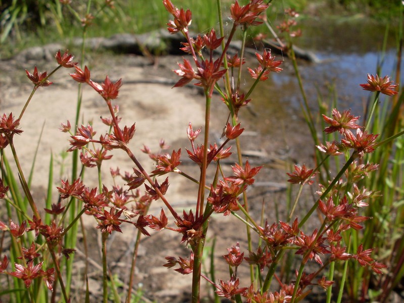 Juncus prismatocarpus
