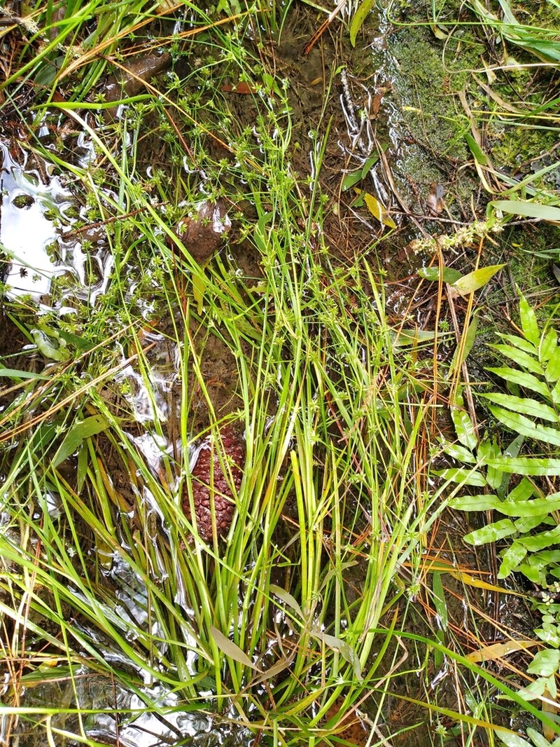 Juncus prismatocarpus photo 2