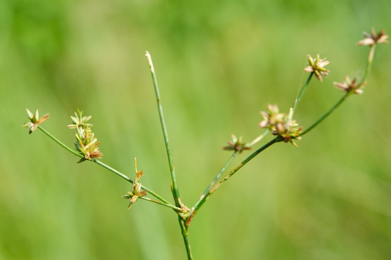 Juncus prismatocarpus photo 3