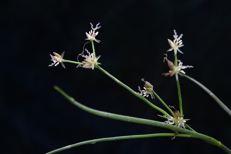 Juncus prismatocarpus photo 4