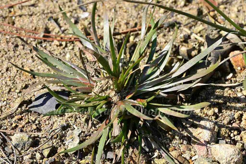 Juncus prismatocarpus photo 5